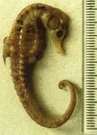 Knysna seahorse (Hippocampus capensis)