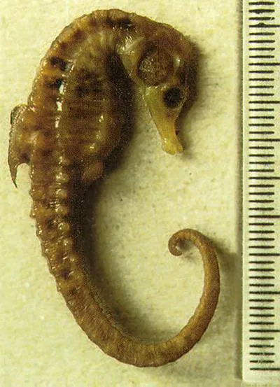 Knysna seahorse (Hippocampus capensis)