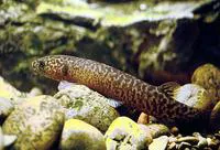 Koaro (Galaxias brevipinnis)