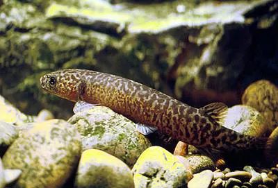 Koaro (Galaxias brevipinnis)