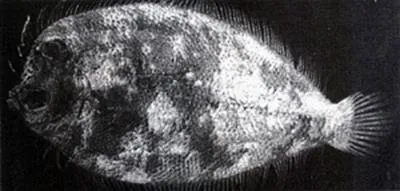 Kobe flounder (Crossorhombus kobensis)