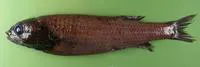 Koefoed's smooth-head (Bathytroctes macrolepis)