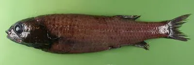 Koefoed's smooth-head (Bathytroctes macrolepis)