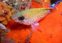 Koester (Acanthistius sebastoides)