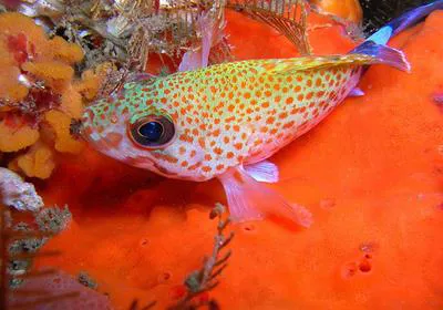 Koester (Acanthistius sebastoides)