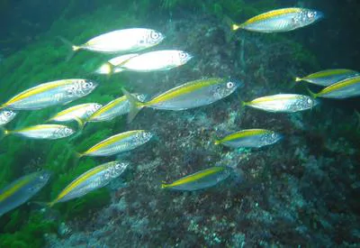 Koheru (Decapterus koheru)