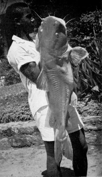 Kokuni (Chrysichthys cranchii)