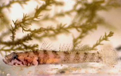 Kolombatovic's goby (Chromogobius zebratus)