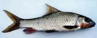 Kolus (Hypselobarbus kolus)