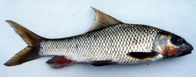 Kolus (Hypselobarbus kolus)