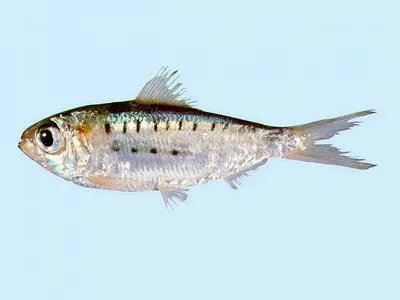 Koningsberger's herring (Herklotsichthys koningsbergeri)