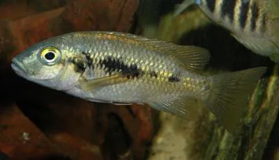 Konye (Konia eisentrauti)