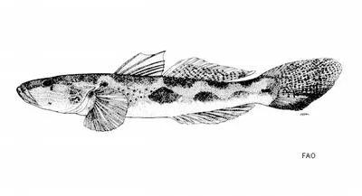 Koragu tank goby (Glossogobius koragensis)
