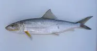 Korean bonefish (Albula koreana)