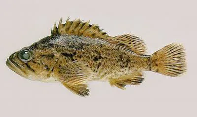 Korean rockfish (Sebastes schlegelii)