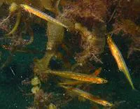 Korean sandlance (Hypoptychus dybowskii)