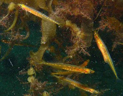 Korean sandlance (Hypoptychus dybowskii)