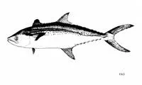 Korean seerfish (Scomberomorus koreanus)