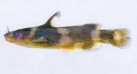 Korean stumpy bullhead (Coreobagrus brevicorpus)