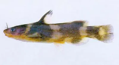 Korean stumpy bullhead (Coreobagrus brevicorpus)