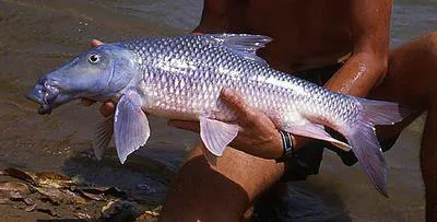 Korhi barb (Hypselobarbus micropogon)