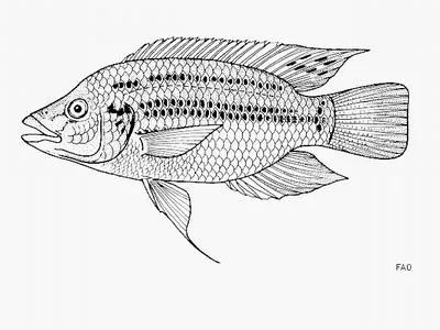 Korogwe tilapia (Oreochromis korogwe)