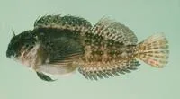 Kosi rockskipper (Pereulixia kosiensis)