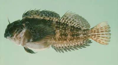 Kosi rockskipper (Pereulixia kosiensis)