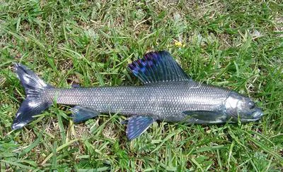 Kosogol grayling (Thymallus nigrescens)