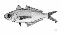 Kotlyar's cubehead (Cubiceps kotlyari)