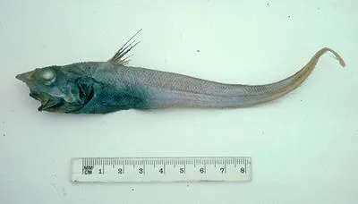 Kotlyar's whiptail (Mataeocephalus kotlyari)