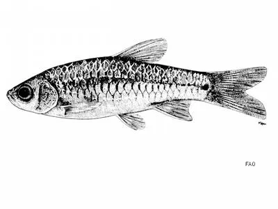 Kottelat rasbora (Rasbora hobelmani)