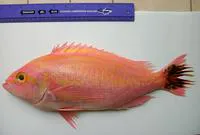 Krasyukova's perch (Caprodon krasyukovae)