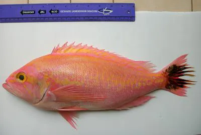 Krasyukova's perch (Caprodon krasyukovae)