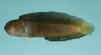 Krauss' blenny (Enchelyurus kraussii)
