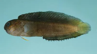 Krauss' blenny (Enchelyurus kraussii)