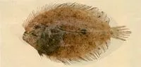Krempf's flounder (Grammatobothus krempfi)