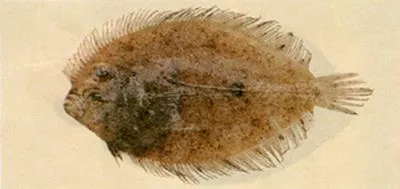 Krempf's flounder (Grammatobothus krempfi)