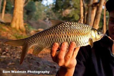 Krishna carp (Hypselobarbus dobsoni)