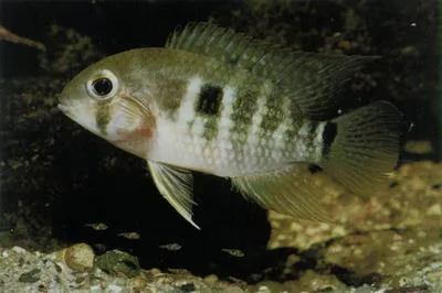 Krobia (Krobia guianensis)