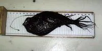 Kroyer's deep-sea angler fish (Ceratias holboelli)