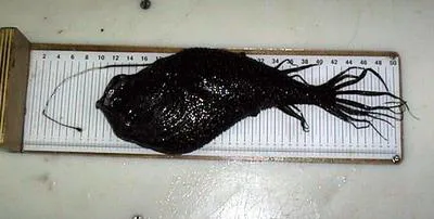 Kroyer's deep-sea angler fish (Ceratias holboelli)