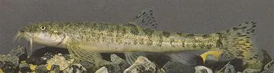 Krynicki's loach (Oxynoemacheilus merga)
