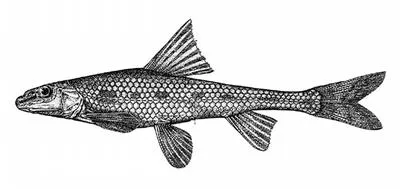 Kuban long-barbelled gudgeon (Romanogobio pentatrichus)