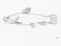 Kukumai (Bathybagrus grandis)