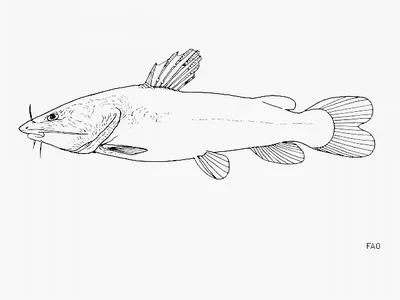 Kukumai (Bathybagrus grandis)