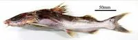 Kukwari sea catfish (Amphiarius phrygiatus)