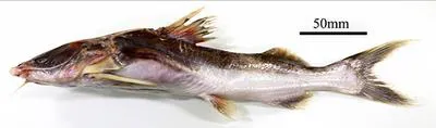Kukwari sea catfish (Amphiarius phrygiatus)