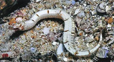 Kulbicki?s pipefish (Festucalex kulbickii)