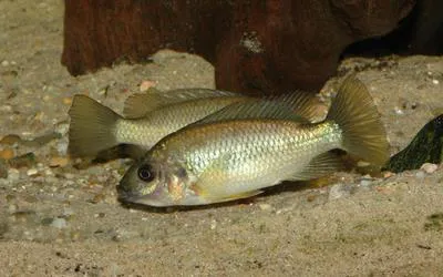 Kululu (Sarotherodon steinbachi)